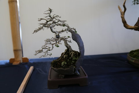 Wauchope Bonsai Workshop Group - VIC Tourism 1