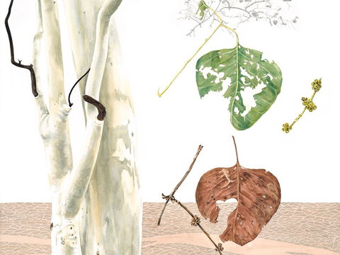 Artistic Endeavour - VIC Tourism 0