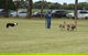 Dean Sheepdog Trials - Old Sniff Classic - thumb 0