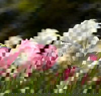 Floriade Reimagined - VIC Tourism