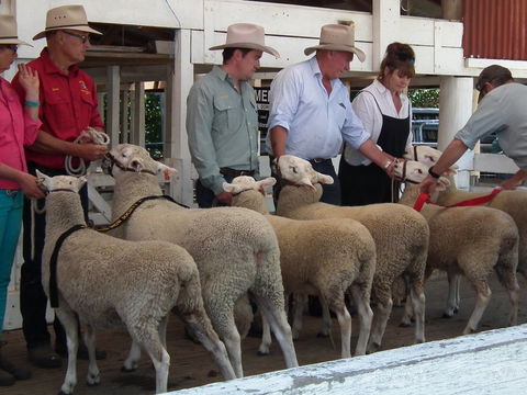 Glen Innes Pastoral And Agricultural Show - VIC Tourism 2