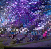 Grafton Jacaranda Festival - VIC Tourism