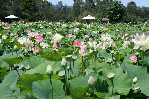 Lotus Flower Season - VIC Tourism 0