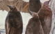 Meet Fluffy Friends At SEA LIFE Melbourne Aquarium These School Holidays - thumb 0