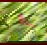 Spring into Finches and Softbills - VIC Tourism