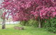 Tumbarumba Spring Flower Festival - thumb 1