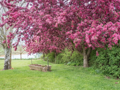 Tumbarumba Spring Flower Festival - VIC Tourism 1