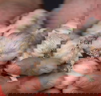 Armidale Farmers' Market - VIC Tourism