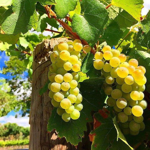 GetawaysSA Bringing Barossa To Your Door - VIC Tourism 0