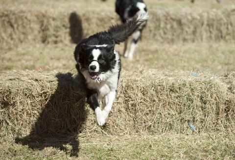 Great Nundle Dog Race - VIC Tourism 0