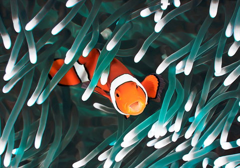 Great Barrier Reef Masters Games - VIC Tourism 1