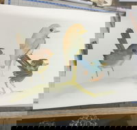 Ink  Watercolour Wash Illustration Workshop - VIC Tourism