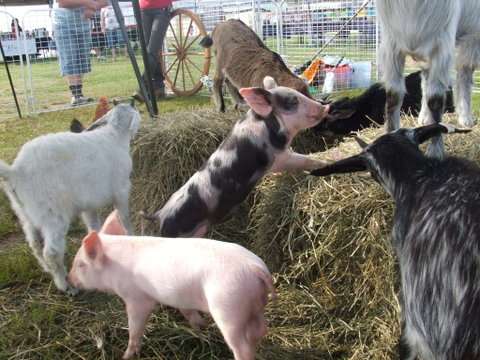 Primex Field Days - Online Virtual Event - VIC Tourism 2