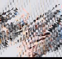 Pulse Perspectives - Virtual Exhibition - VIC Tourism