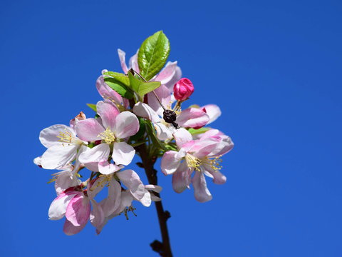 Spring Time At Hunter Valley Gardens - VIC Tourism 0
