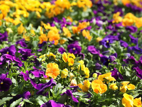 Spring Time At Hunter Valley Gardens - VIC Tourism 2