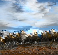 Annual Bredbo Sheep Dog Trials - VIC Tourism