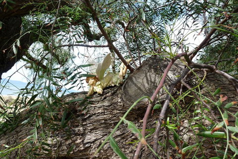 Swansea Motor Inn - VIC Tourism 1