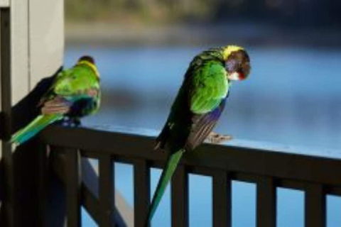 RAC Karri Valley Resort - VIC Tourism 3