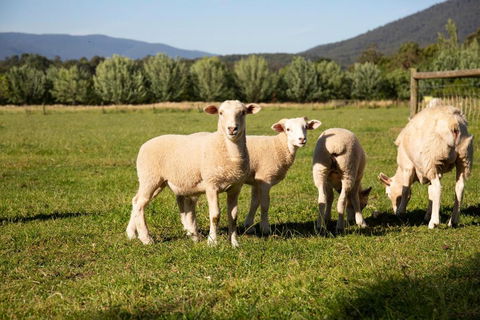 Harvest Farm - VIC Tourism 3