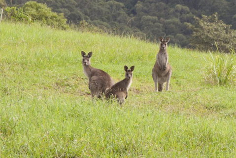Wilderberry Cottage - VIC Tourism 6