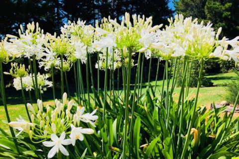 Carawah Ridge - VIC Tourism 4