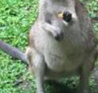 Bluewater Bed  Breakfast Cairns