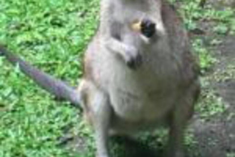 Bluewater Bed & Breakfast Cairns - VIC Tourism 0