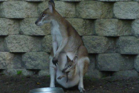 Bluewater Bed & Breakfast Cairns - VIC Tourism 7