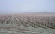 Vineyard Cottage BnB - thumb 5