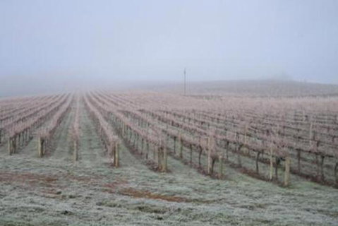 Vineyard Cottage BnB - VIC Tourism 5