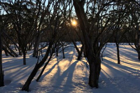 Cloud 9 Alpine Lodge - VIC Tourism 1