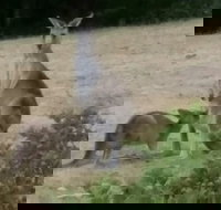 Jarrah Lodge - VIC Tourism