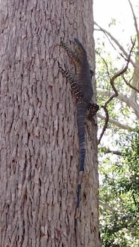 Beechs' Brook Rainforest Retreat - VIC Tourism 2