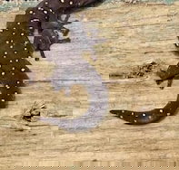 Beechs' Brook Rainforest Retreat - VIC Tourism