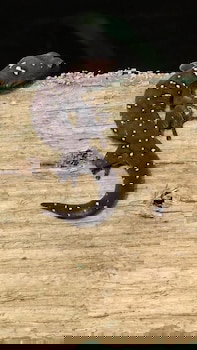 Beechs' Brook Rainforest Retreat - VIC Tourism 0