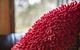 Snowgums 07 - thumb 1