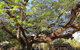 Springvale Homestead - thumb 3