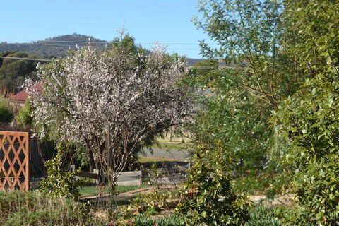 Mulberry Cottage B&B - VIC Tourism 3