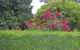 Mulberry Cottage B&B - thumb 1
