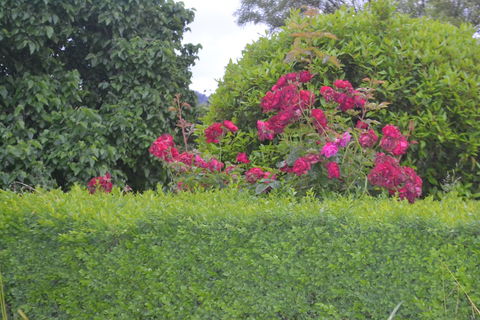 Mulberry Cottage B&B - VIC Tourism 1
