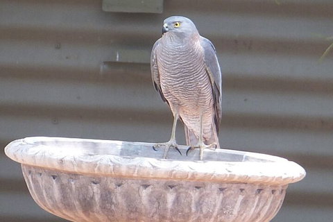 Kathys Place Bed And Breakfast - VIC Tourism 3