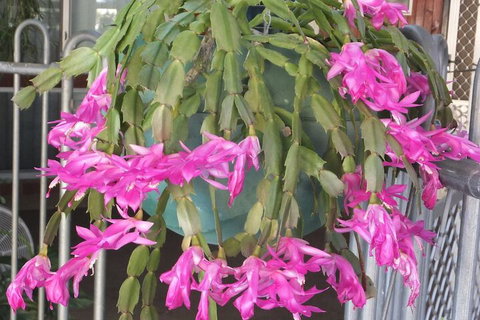 Kathys Place Bed And Breakfast - VIC Tourism 1