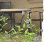 Amalie Cottage Waikerie Unit 1 - VIC Tourism