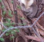 Stringybark Hills Retreat - VIC Tourism