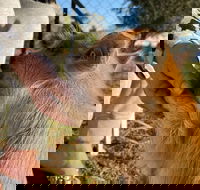 Quirindi Sunflower Motor Inn