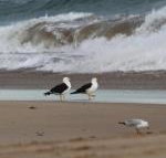 GALWAY COTTAGE - VIC Tourism