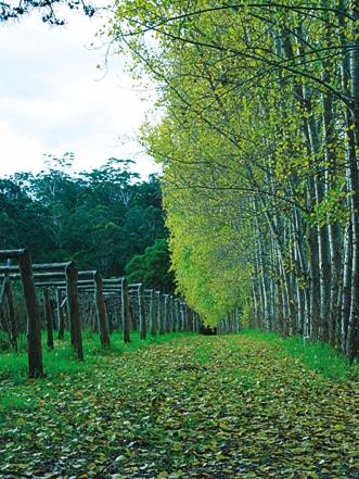 Hawke Brook Chalets - VIC Tourism 2