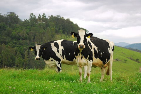 The Ridge - Gloucester - VIC Tourism 3