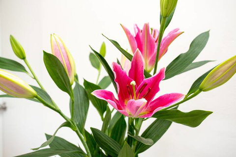 Cowra Motor Inn - VIC Tourism 4